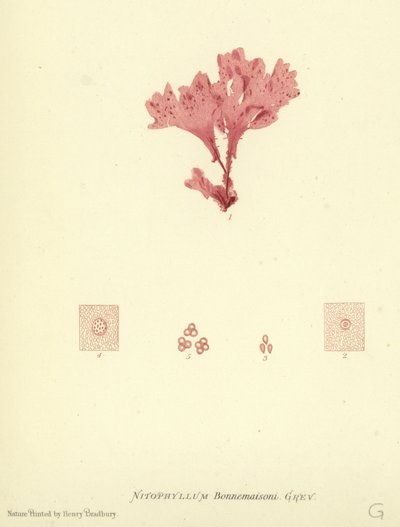 British Sea-Weed (naturtrykt) av English School